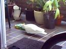Cockatoo Thief Cockatoo Thief