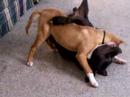 very gory pitbull fight