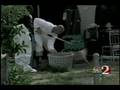 videos de WESH 2 News - Pitbulls and Birds Rescued
