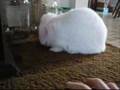 Bunny playing with walnuts