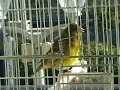 hybride serin cini x canari de Antonio Rolea hybride serin cini x canari de Antonio Rolea