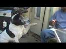 Talking Akita