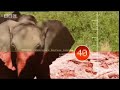 Extreme Animals: Namibian Elephant Memory