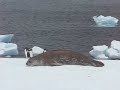 Weddell seal and Adelie Penguins Brown Bluff Antarctica