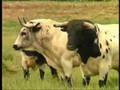 videos de TORIL TORO TAQAY (PARA ENCIERRO) CONJ. WIÑAY TAKIY