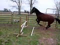 TWH mare free jumping