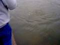Rend Lake Bowfishing