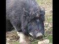 Wild Pork singing Doolin Dalton Wild Pork singing Doolin Dalton