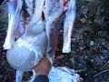 How to gut a deer 8