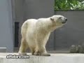 Oso marchoso