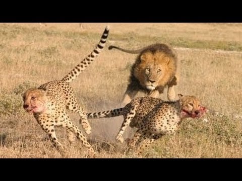 aslan - Takip Etmeyi İhmal Etmeyin : https://www.facebook.com/RuhiCenetVideolari https://twitter.com/RuhiCenet The royalty free music used in this video is 'Tikopia'...