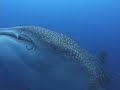 Gentle Giants: Whale Sharks of the Galapagos