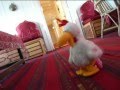Chook On The Nile
