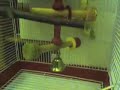 Alvey in a Cage