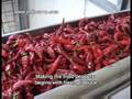 Pepper production, Palazzo San Gervasio, Italy