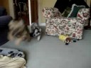 cattle dog and boarder terrier race again