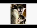 UK GOV NOW OFFERS PREGNANT WOMEN VACCINE MADE FROM MURDERED MONKEYS