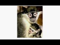UK GOV NOW OFFERS PREGNANT WOMEN VACCINE MADE FROM MURDERED MONKEYS