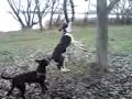 stafford terrier sisters