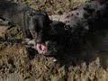 Dogge verliebt in Vince