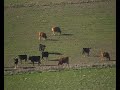 VACUNOS DE SAN GIL.