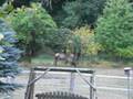 Elk in Buxton