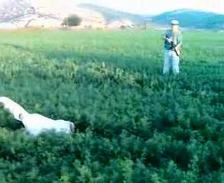 hunting quails with Hera nise ...