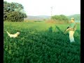 hunting quails with Hera nise english setter