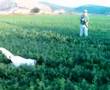 hunting quails with Hera nise english setter