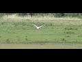 flying swan flying swan