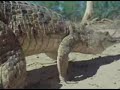 interior crocodile alligator