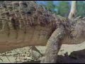 interior-crocodile-alligator.html