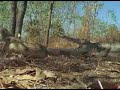 interior crocodile alligator