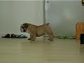 See Video