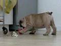 Bulldog Inglés video