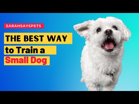 how to train small dog