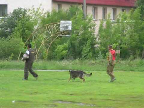 Чемпионат России 2010 по IPO-3, C-80|-