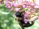 Bee Bee