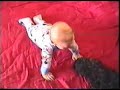 Black Russian Terrier_Bloody Diamond_טרייר רוסי שחור.  http://www.black-russian-terrier.ca/israel-terrier-club/