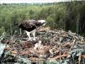 Second Baby Osprey Hatches in Estonia