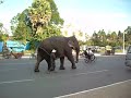 Elephant Video Cambodia 2009