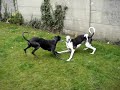 Mijn honden zijn aan het spelen..:d