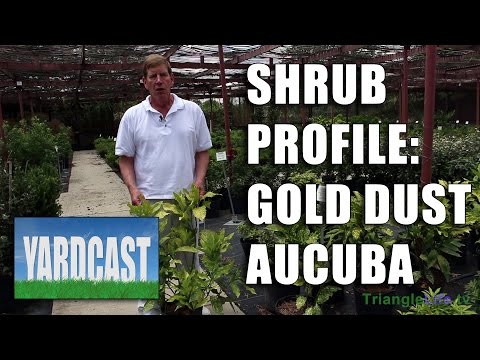 how to fertilize aucuba