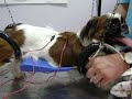 Acupuntura Veterin�ria