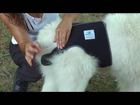Nature Pet - Hundewindel - Läufigkeitshose