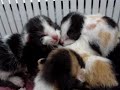 Kittens born 3 days (6 baby cats)