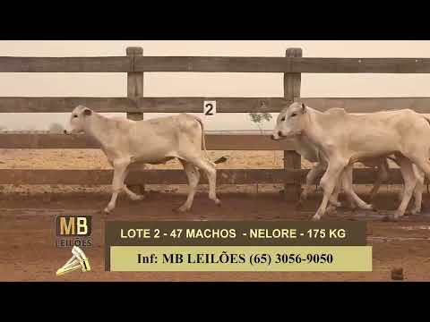 8� LEIL�O PRESENCIAL E VIRTUAL - LUCIANO DUARTE & CONVIDADOS