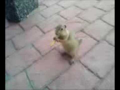 gopher gobbling up french fries