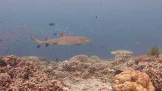 Requin - Sipadan - Bornéo - Malaisie