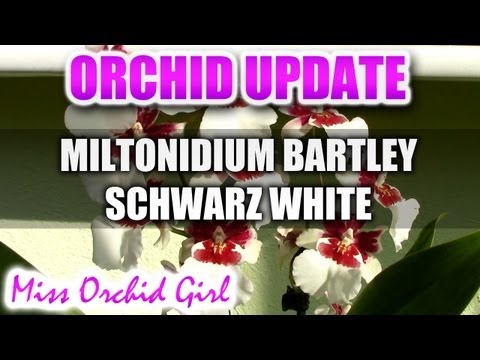 how to plant a white orchid